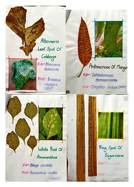 Student Project- Plant Diseases and Management